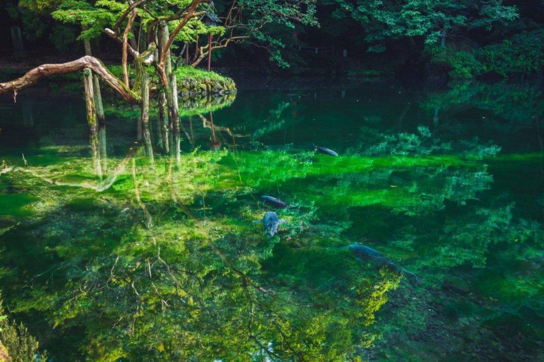 创作猫